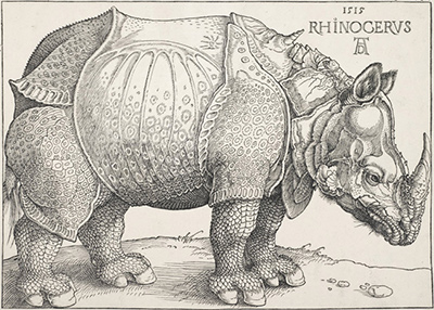 Rhinocerus Albrecht Durer